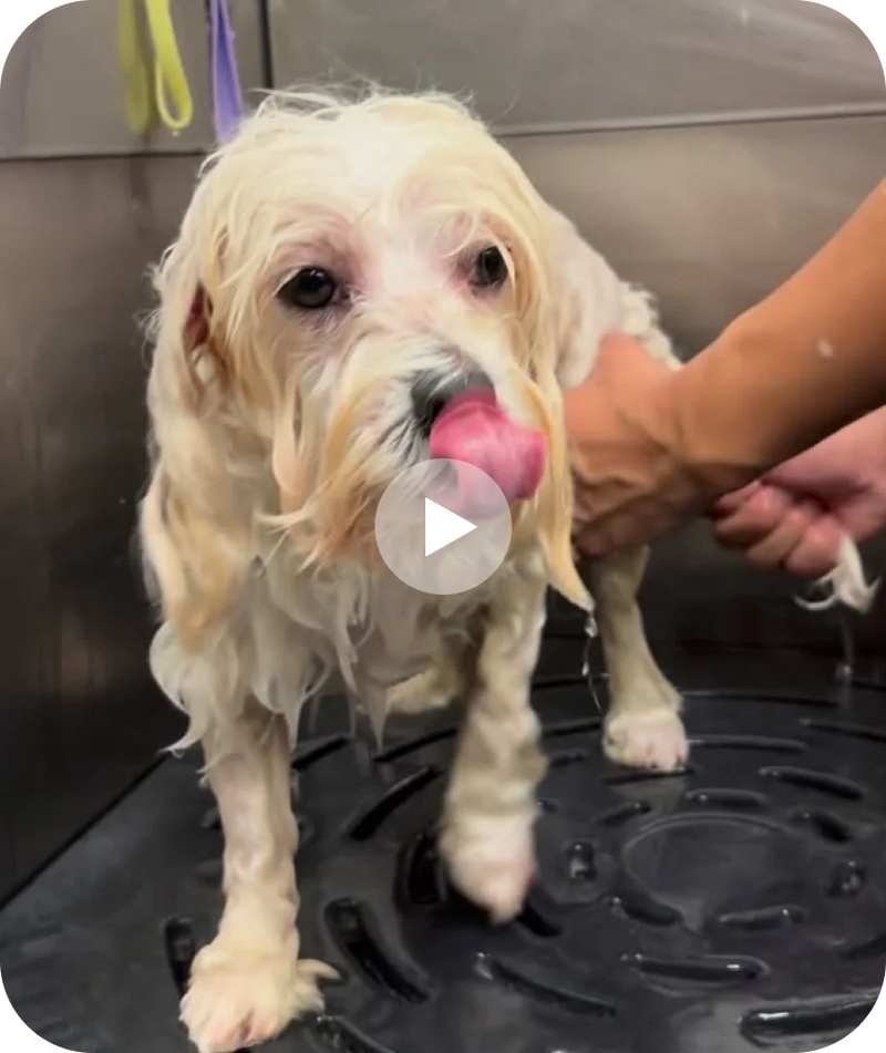 Our groomers, their best friends!