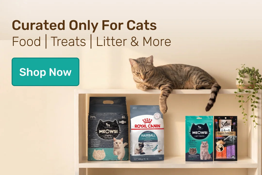 All things cats