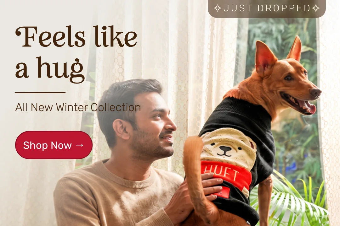 Winter for dogs