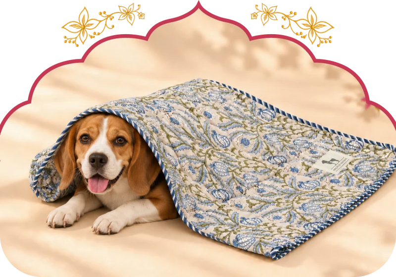 Shop Blankets →