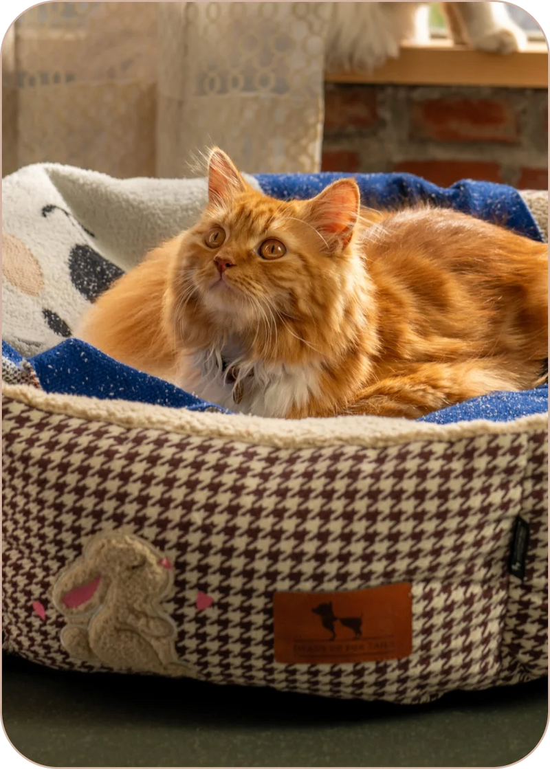 Shop Beds →