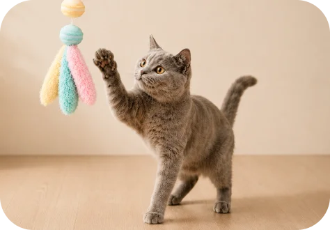 Cat Toys
