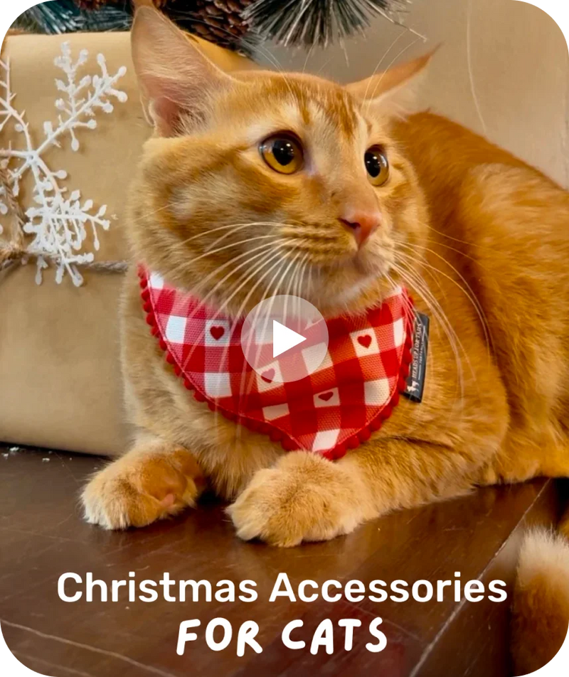 Eclair's Meowy Christmas