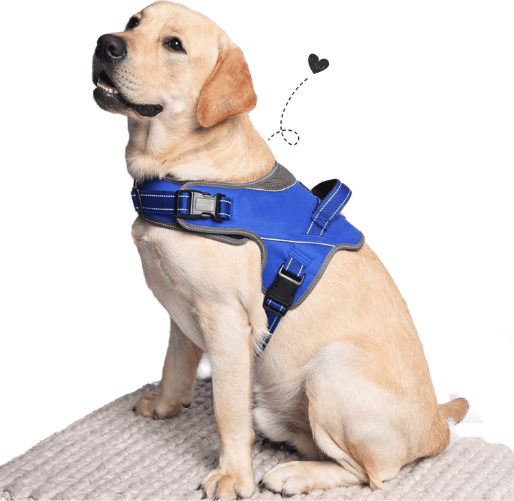 About Us Heads Up For Tails