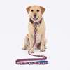 HUFT Playstripes Collar For Dog - Rust & Navy