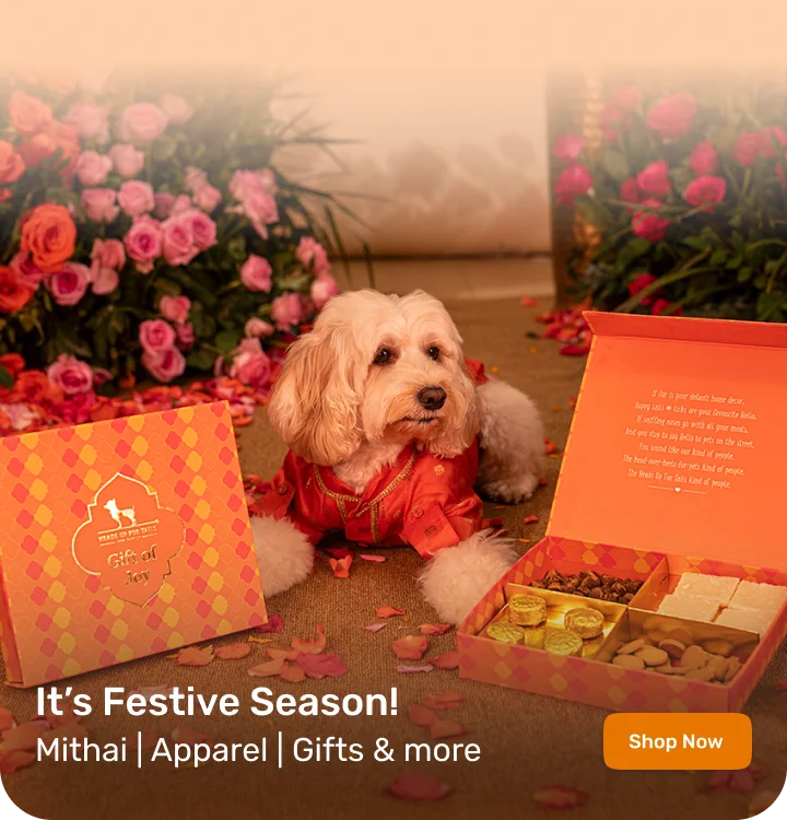 HUFT Festive Collection