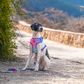 Dash Dog Flow Easy Walk Harness - Pink & Aqua Blue