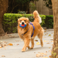 Dash Dog Sprinter Fetch Toy For Dog - Blue & Red - S - Heads Up For Tails