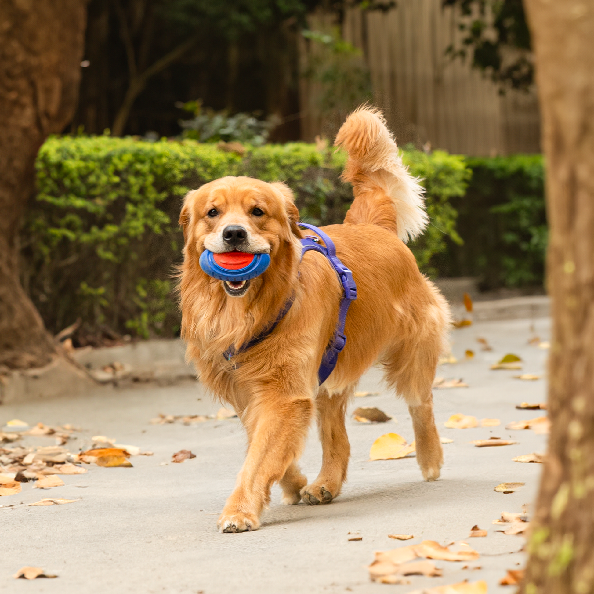 Dash Dog Sprinter Fetch Toy For Dog - Blue & Red - S - Heads Up For Tails