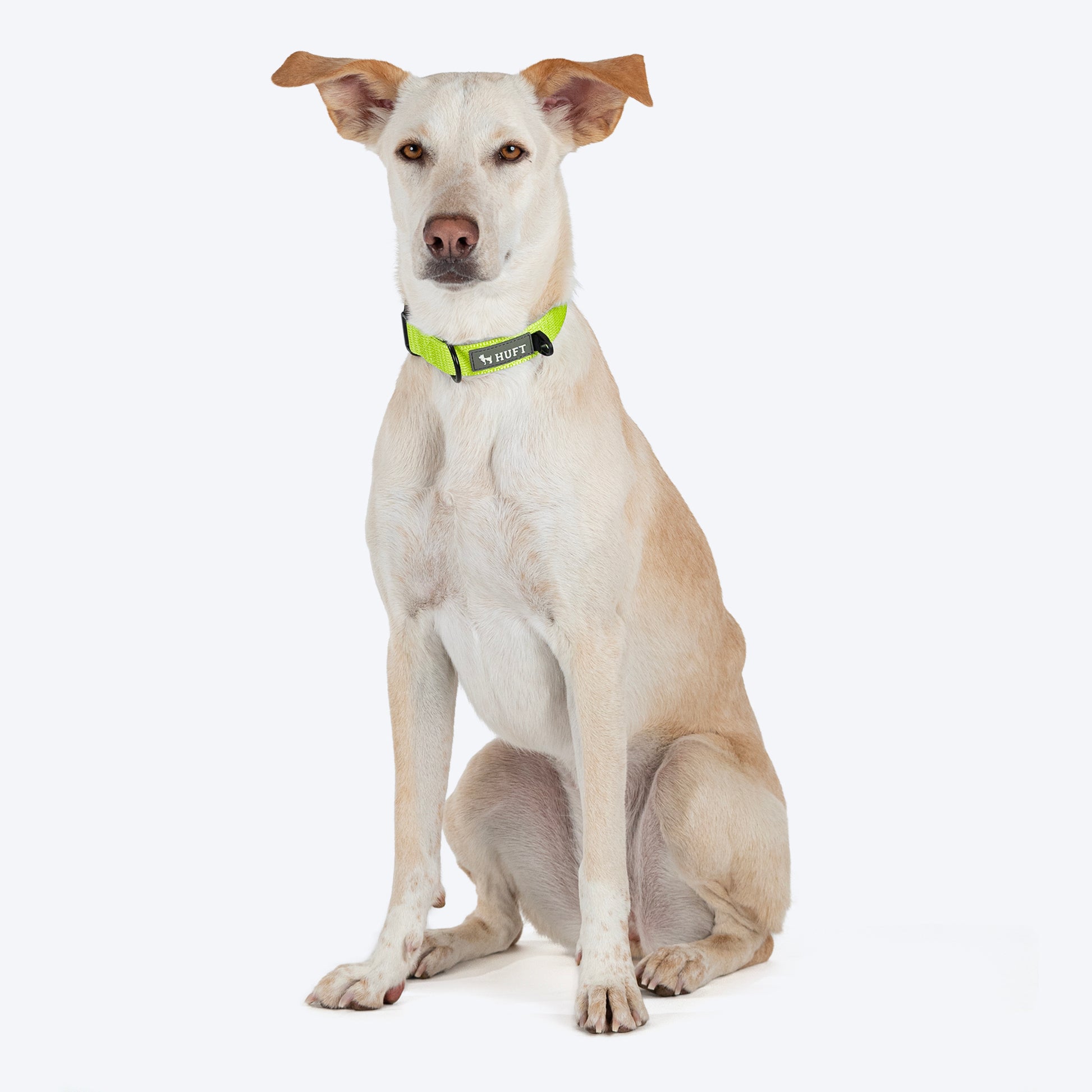 HUFT Basics Dog Collar - Neon Green - Heads Up For Tails