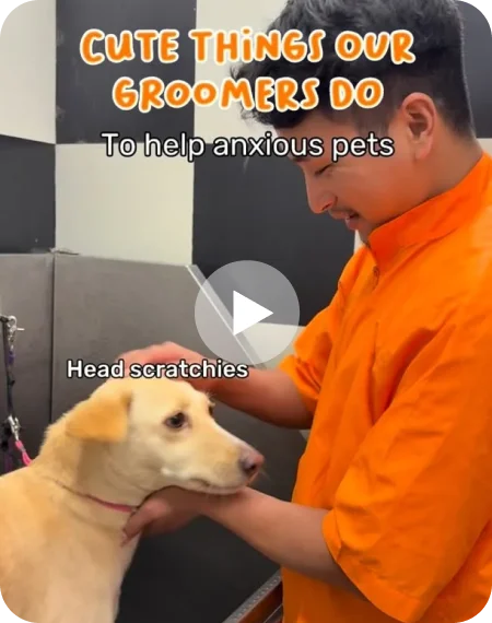 Our groomers go the extra mile