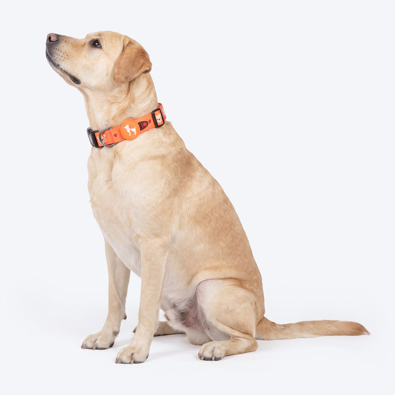 HUFT Teddy Collar For Dog - Red