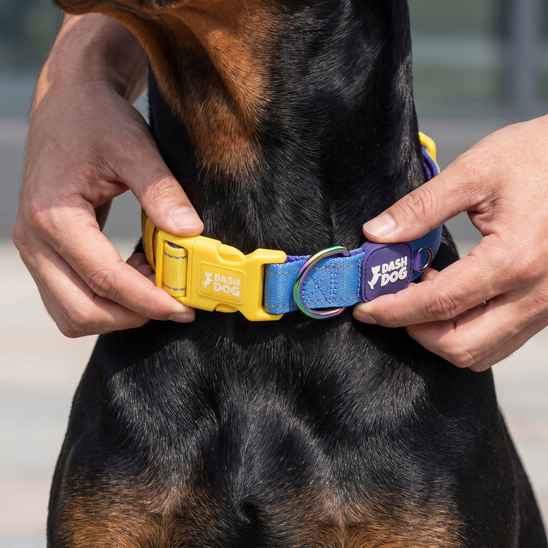 Dash Dog Padded Collar For Dog - Royal Blue & Yellow