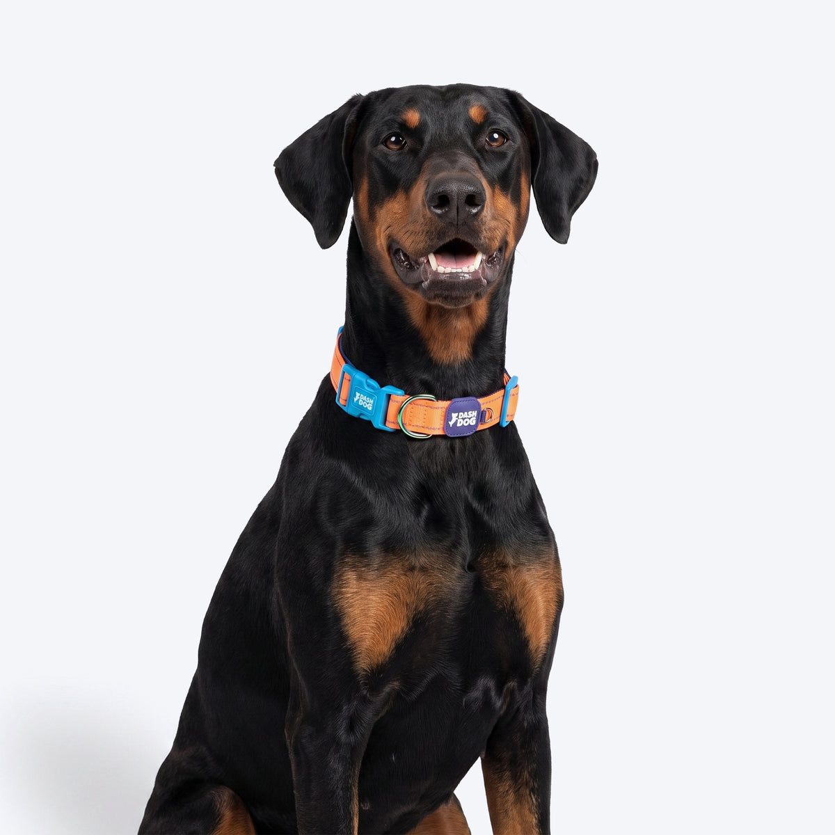 Dash Dog Padded Collar For Dog - Blue & Orange