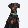 Dash Dog Padded Collar For Dog - Royal Blue & Yellow