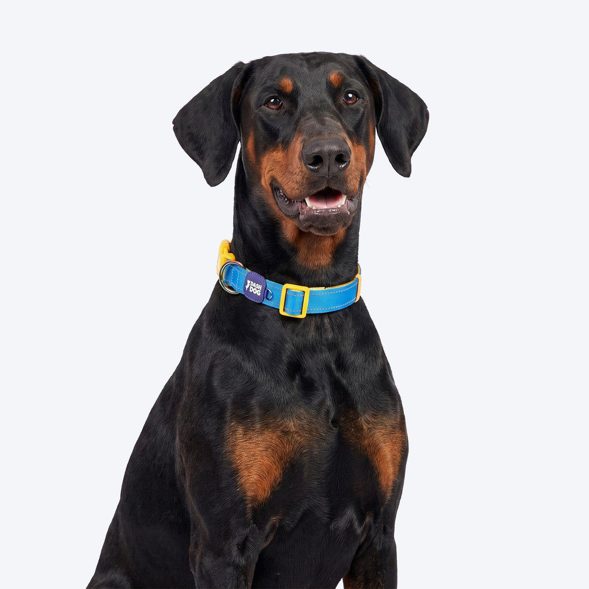 Dash Dog Padded Collar For Dog - Royal Blue & Yellow