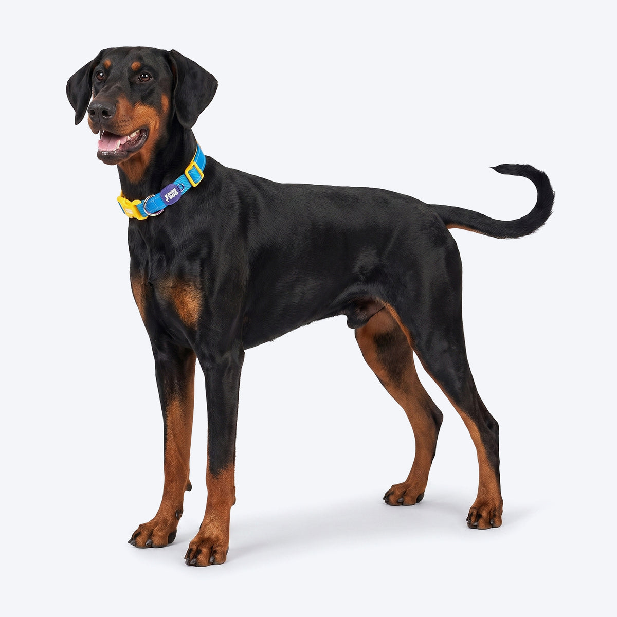 Dash Dog Padded Collar For Dog - Royal Blue & Yellow