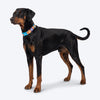 Dash Dog Padded Collar For Dog - Blue & Orange