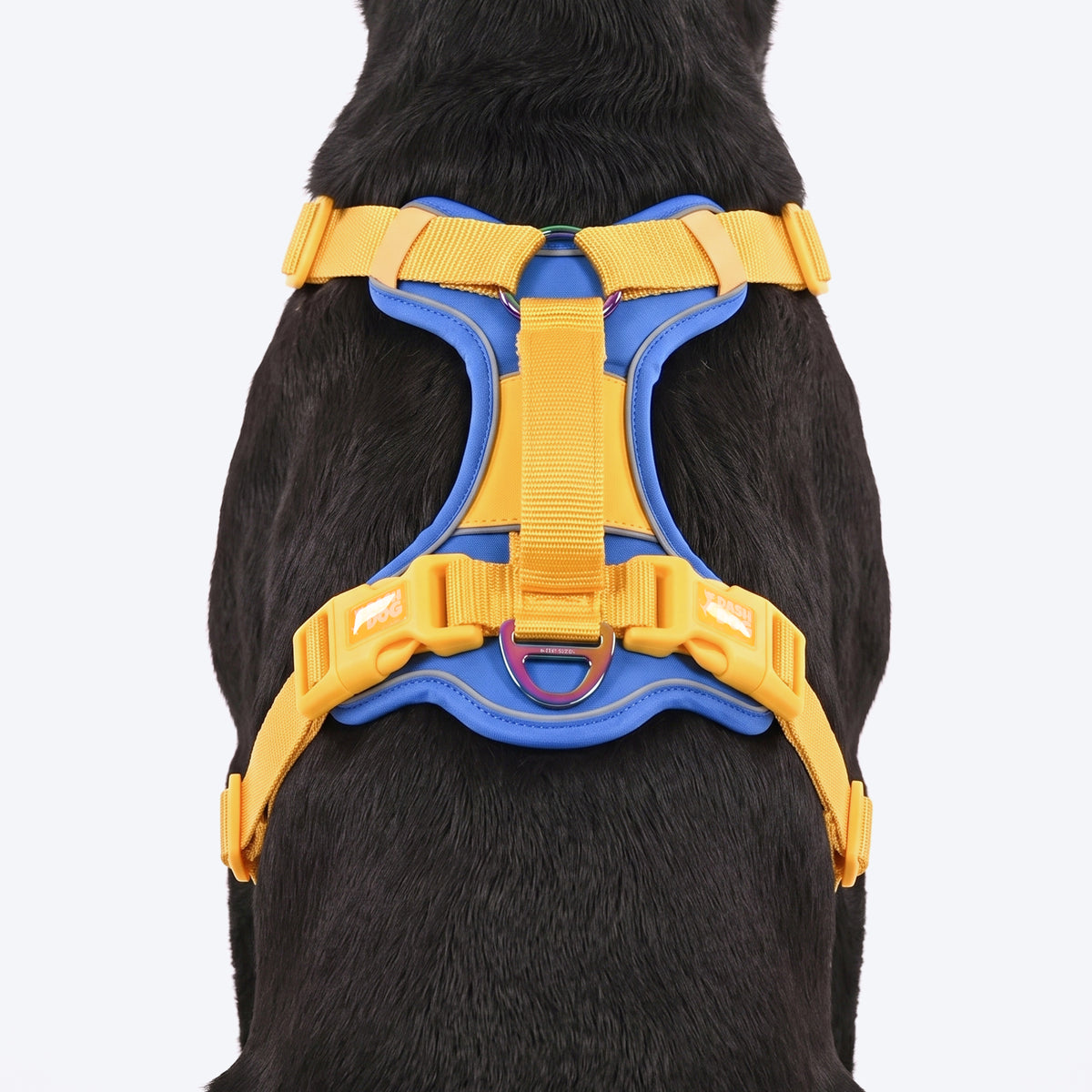 Dash Dog Walk Pro Harness For Dog - Royal Blue & Yellow