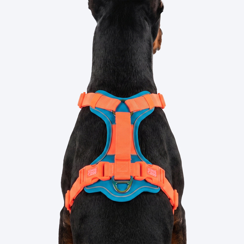 Dash Dog Walk Pro Harness For Dog - Blue & Orange