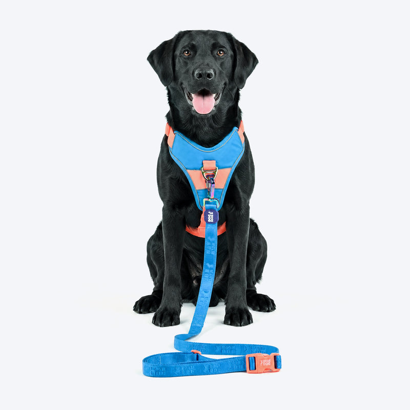Dash Dog Trailmate Multipurpose Leash For Dog - Blue