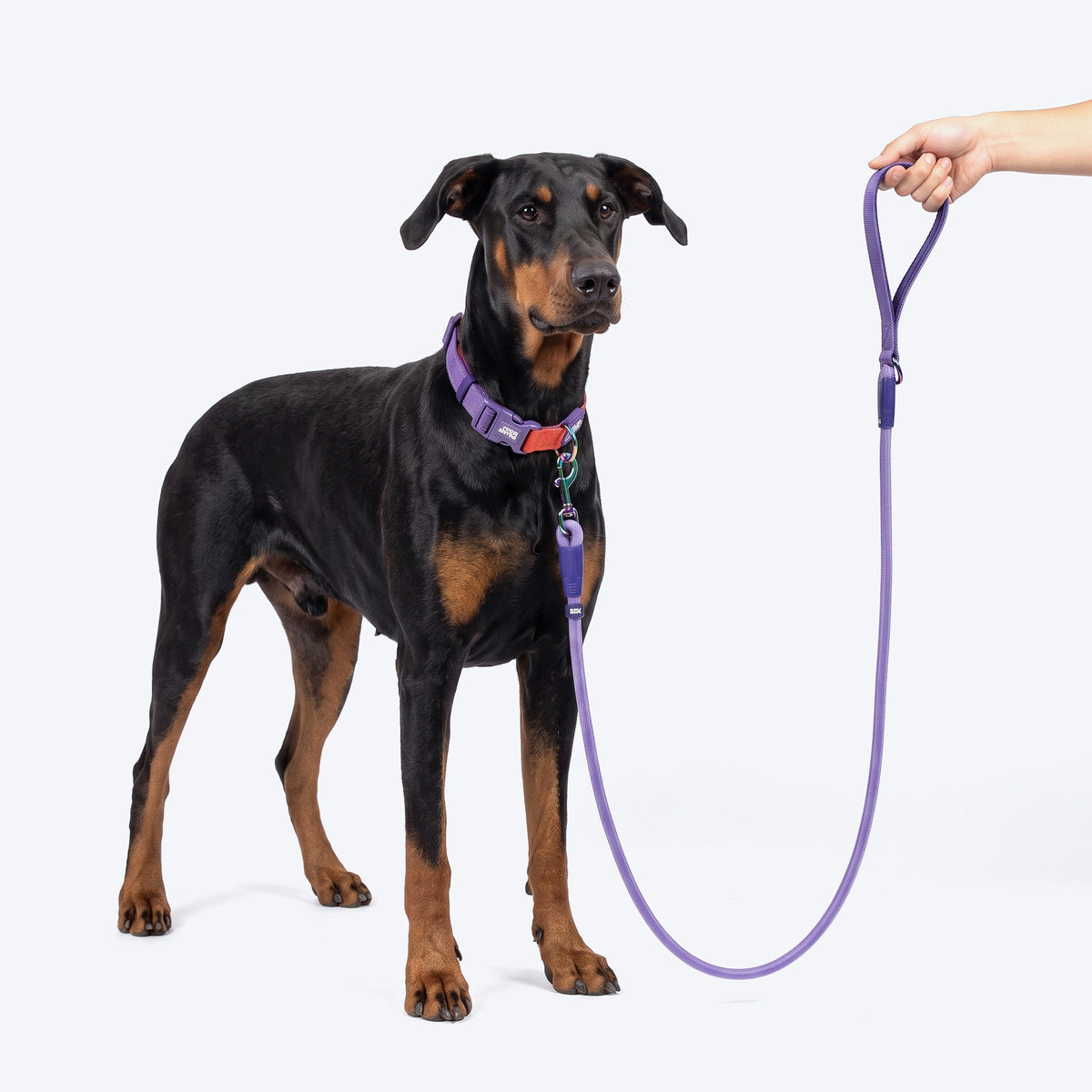 Dash Dog Zoom Easy Leash For Dog - Purple