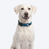 HUFT Frosted Checks Collar For Dog - Blue