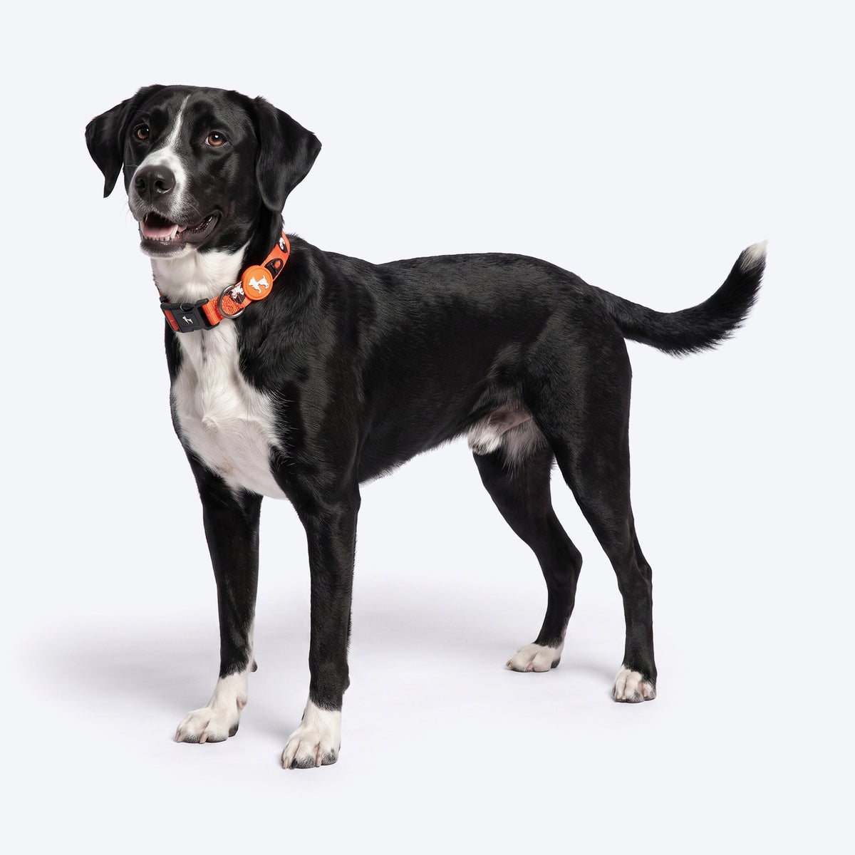 HUFT Peppy Penguin Collar For Dog - Orange