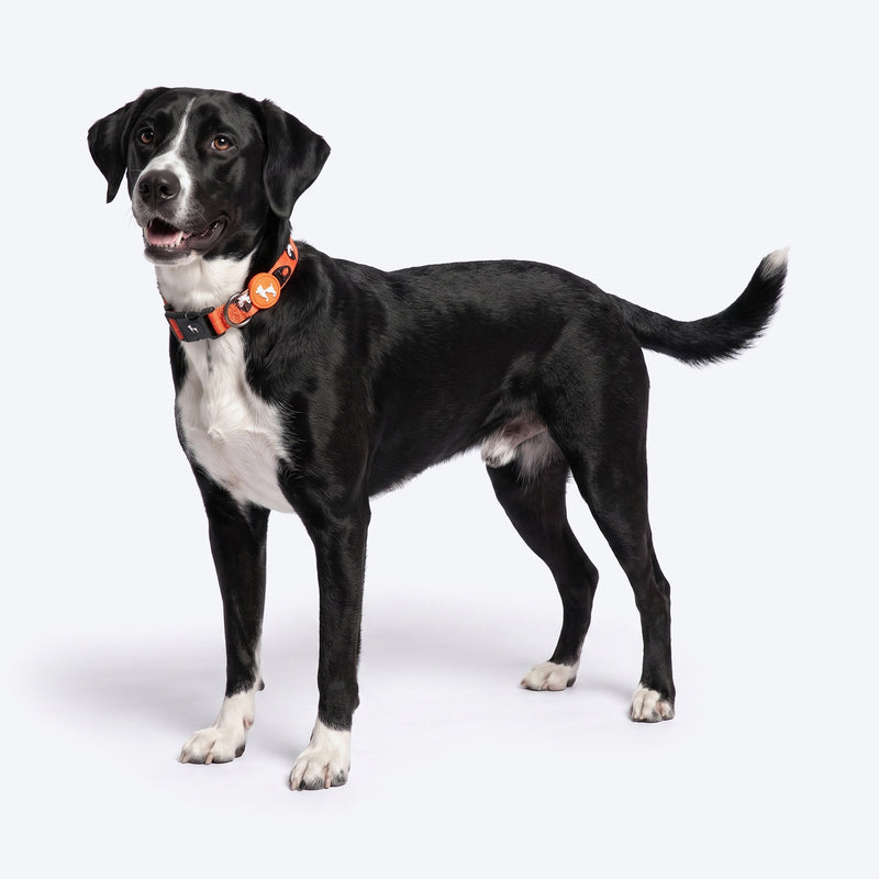 HUFT Peppy Penguin Collar For Dog - Orange