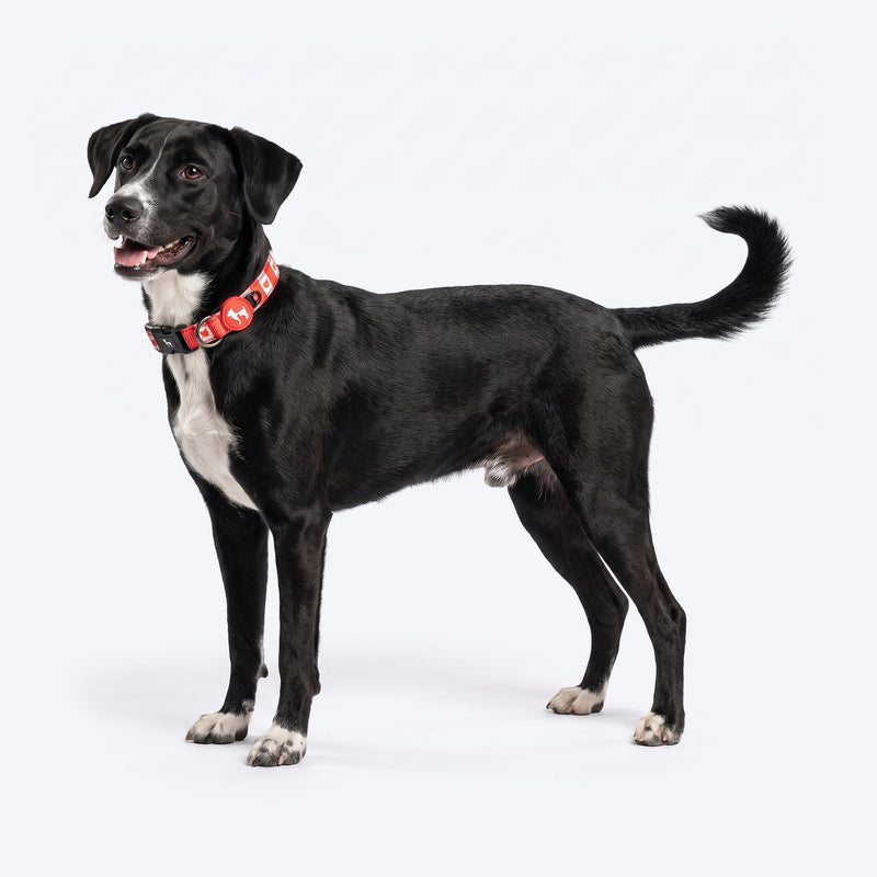 HUFT Berry Love Collar For Dog - Red