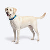 HUFT Frosted Checks Collar For Dog - Blue