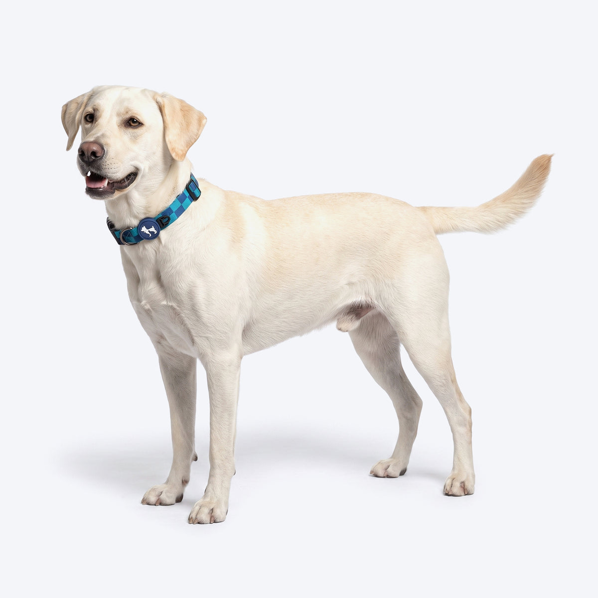 HUFT Frosted Checks Collar For Dog - Blue
