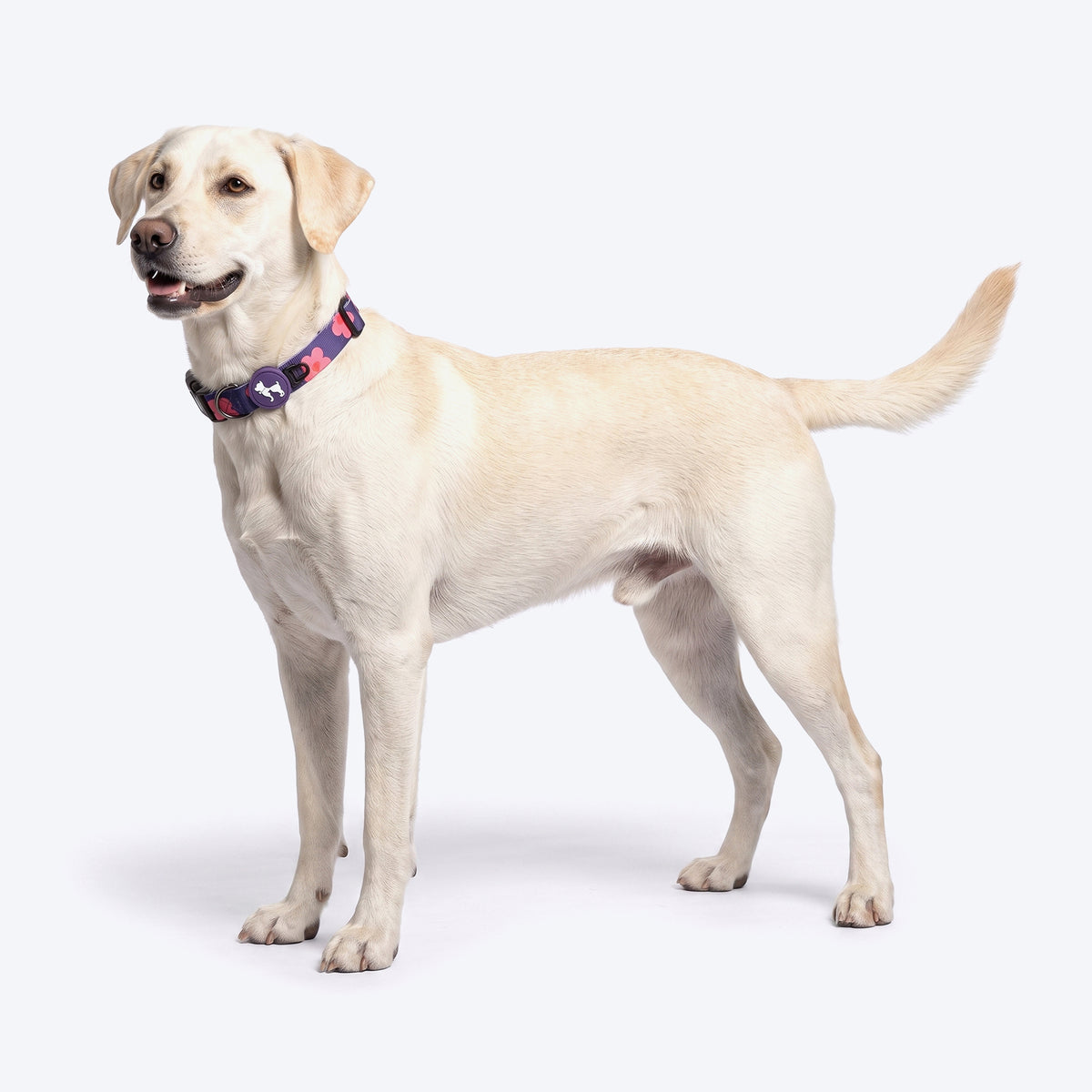 HUFT Midnight Meadow Collar For Dog - Purple