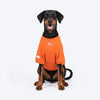 HUFT Pumpkin Bear Sweatshirt For Dog - Orange