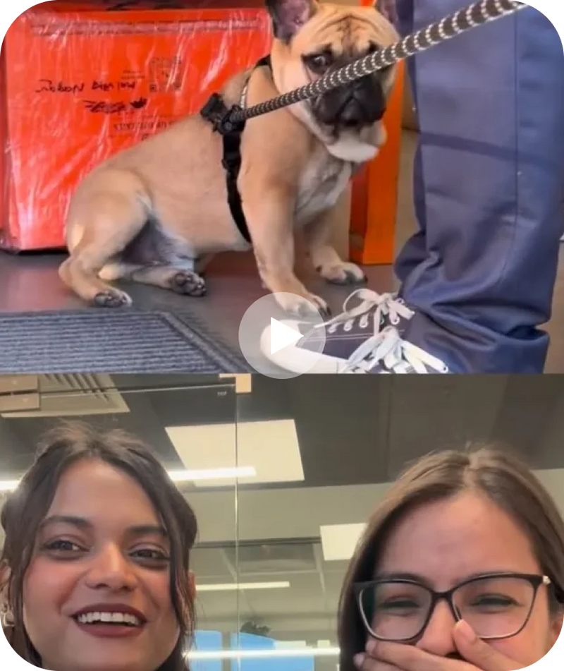 HUFTians react to your pets