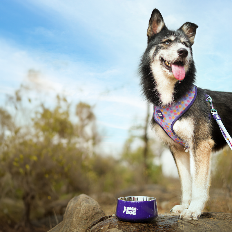 Dash Dog Tulip Bowl For Dogs - Heads Up For Tails