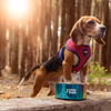 Dash Dog Rainbow Dog Bowl - Heads Up For Tails