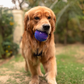 Dash Dog Spiky Ball Toy For Dog - Blue - Heads Up For Tails