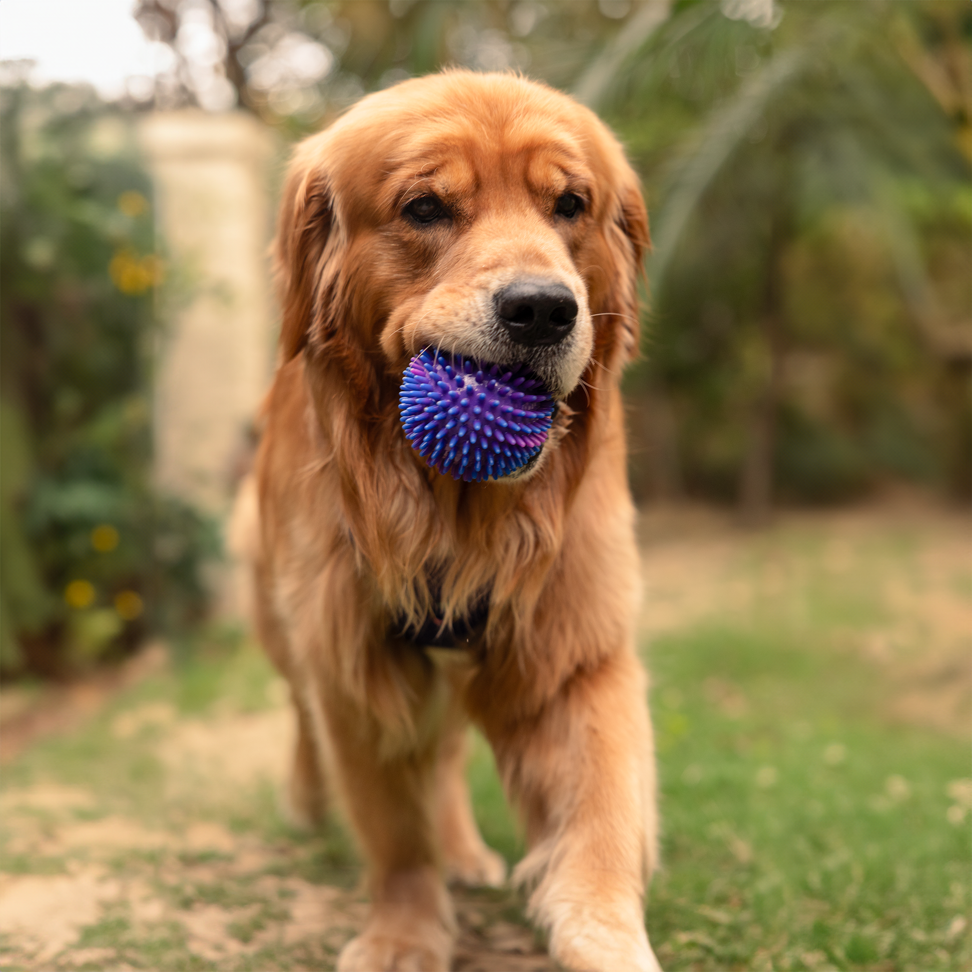 Dash Dog Spiky Ball Toy For Dog - Blue - Heads Up For Tails