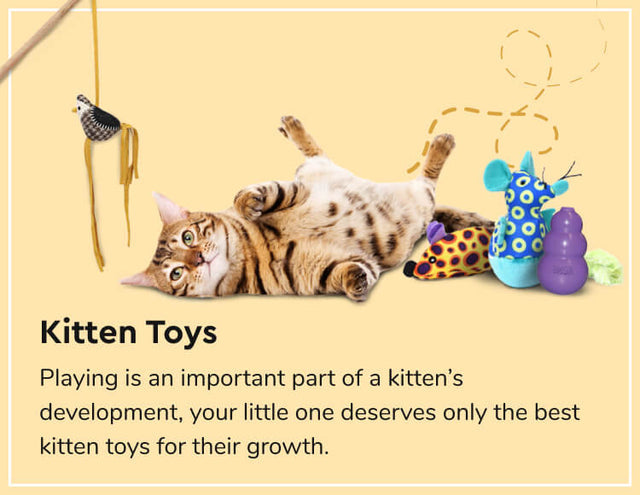 Kitten supplies hotsell