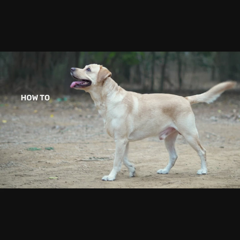 Easy Walk