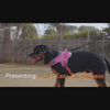 HUFT Easy On Dog Harness - Pink
