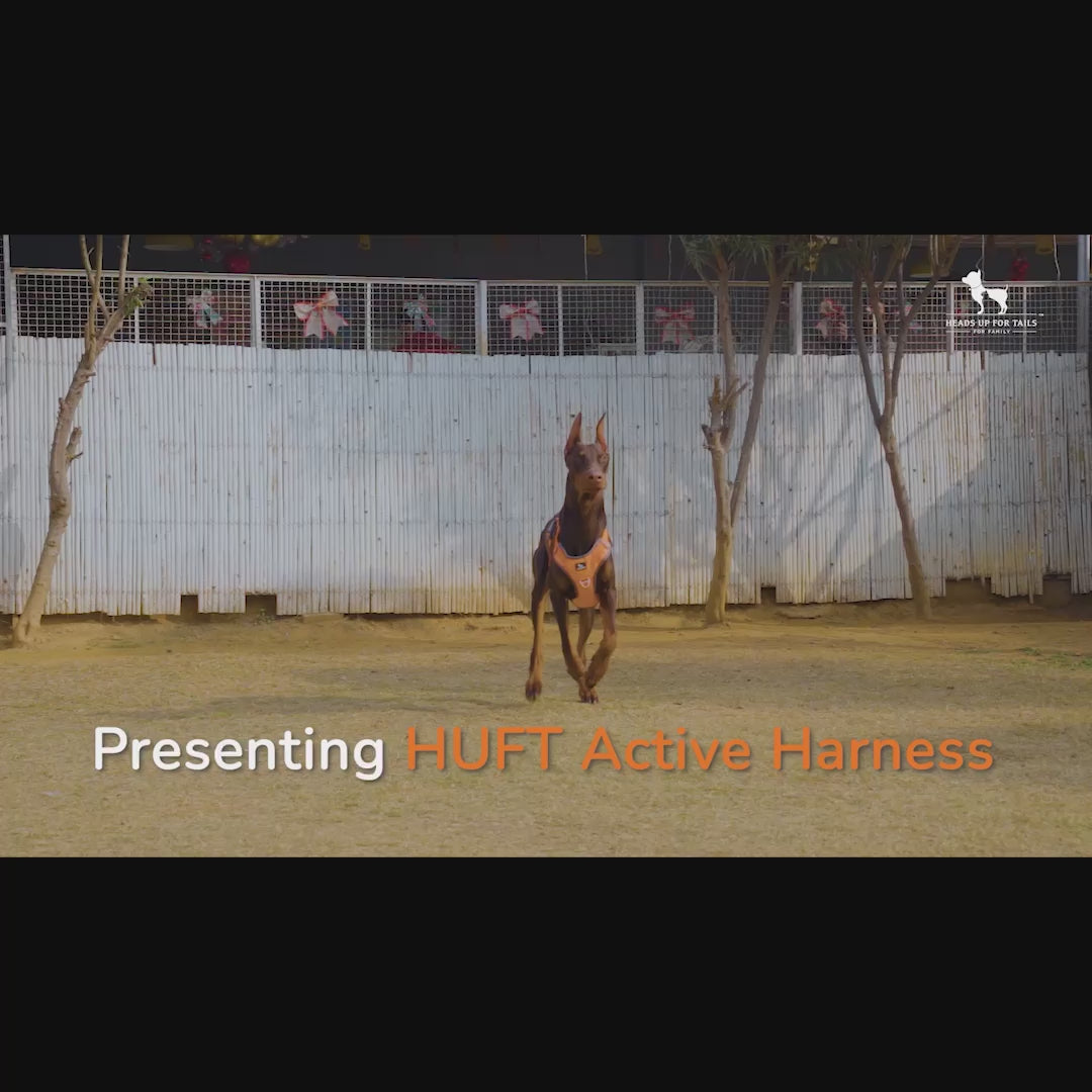 Active Harness