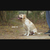 Dash Dog Vector Dual Handle Leash For Dog - Aqua Blue