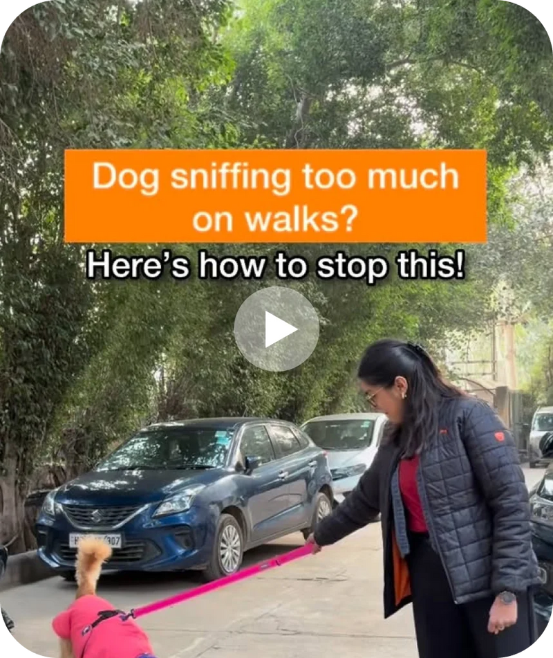 Why do dogs sniff so much?