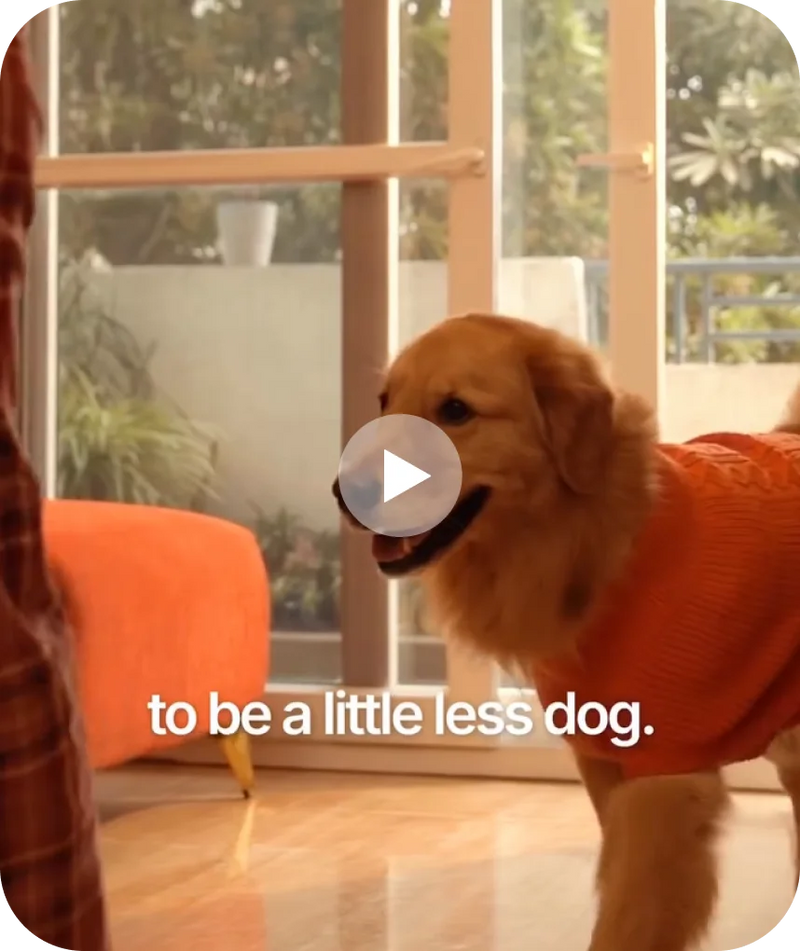 Let's let our dogs be dogs