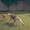 HUFT Quintessential Rubber Football For Dog