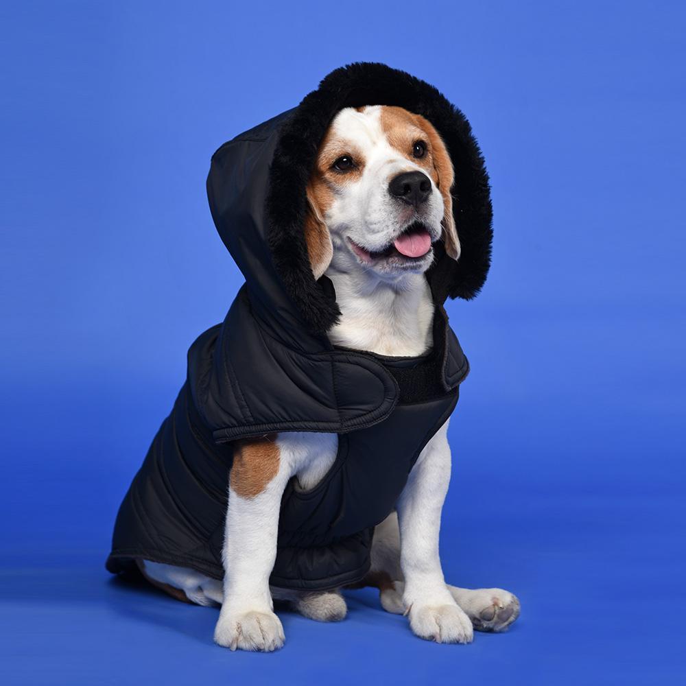 HUFT Bomber Black Hoodies Dog Jacket