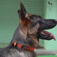 HUFT Classic Dog Leash - Orange - 1.5 m