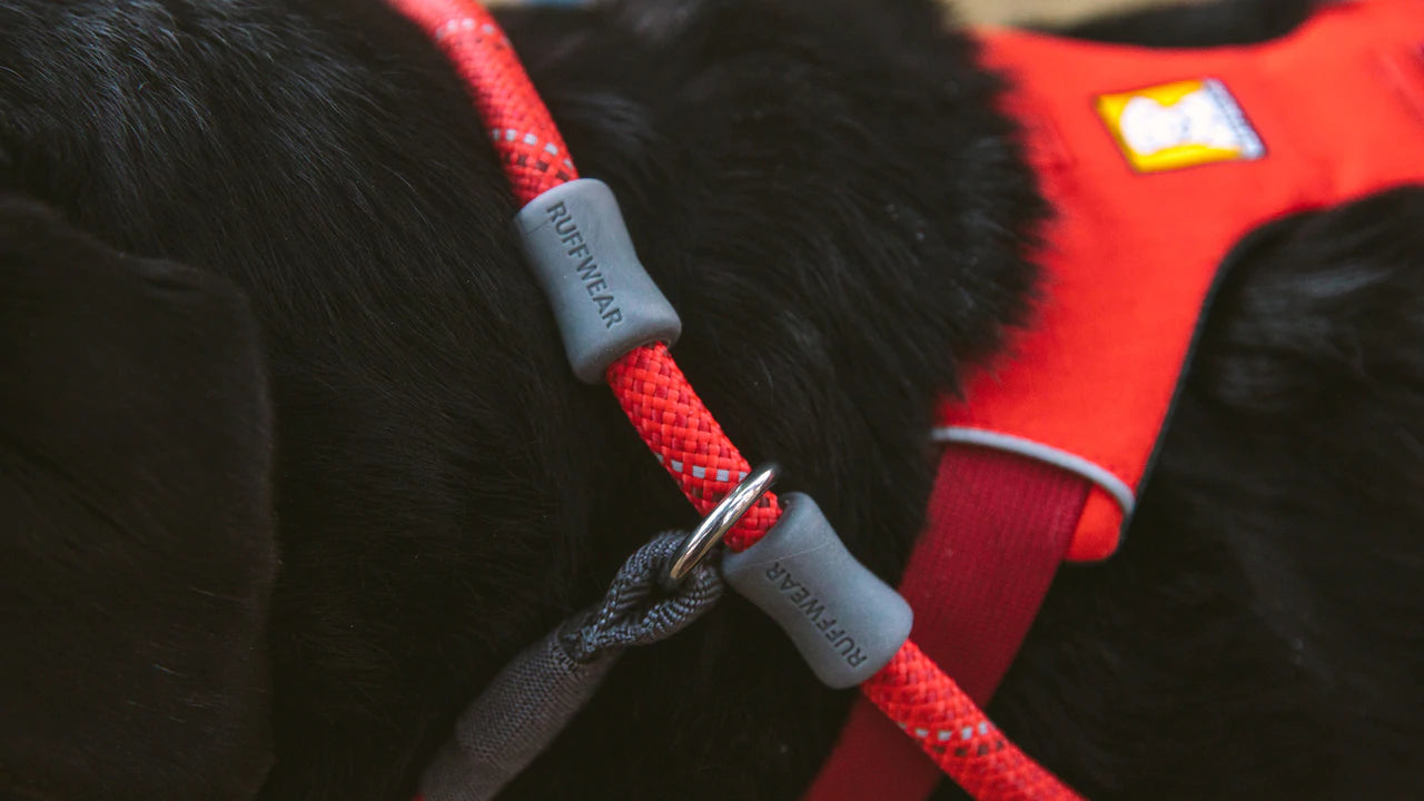 Cinching dog outlet harness